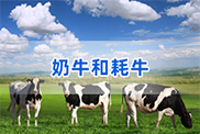 贺州牛类动物鉴定